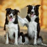 Legendary as a sheepherder, the border collie also makes an excellent search and rescue dog.