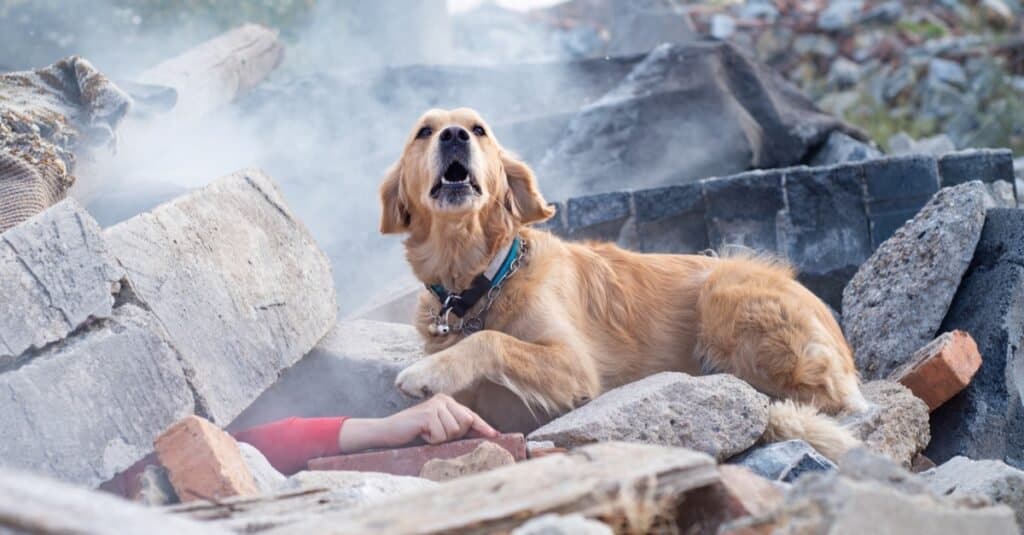 The 10 Best Search And Rescue Dog Breeds - AZ Animals