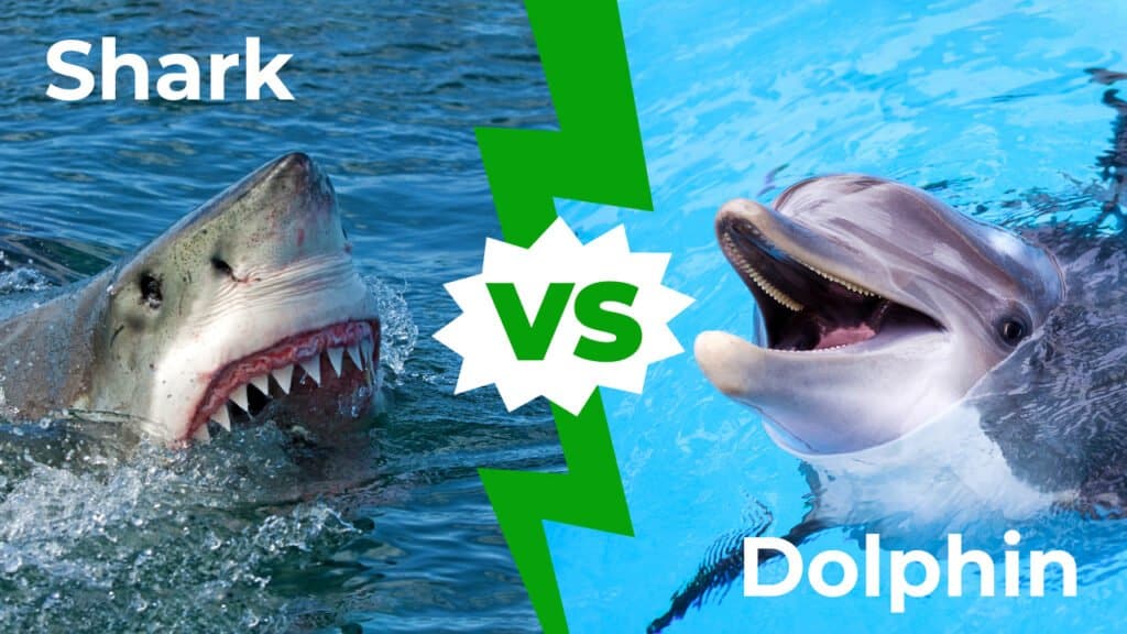 Shark vs dolphin