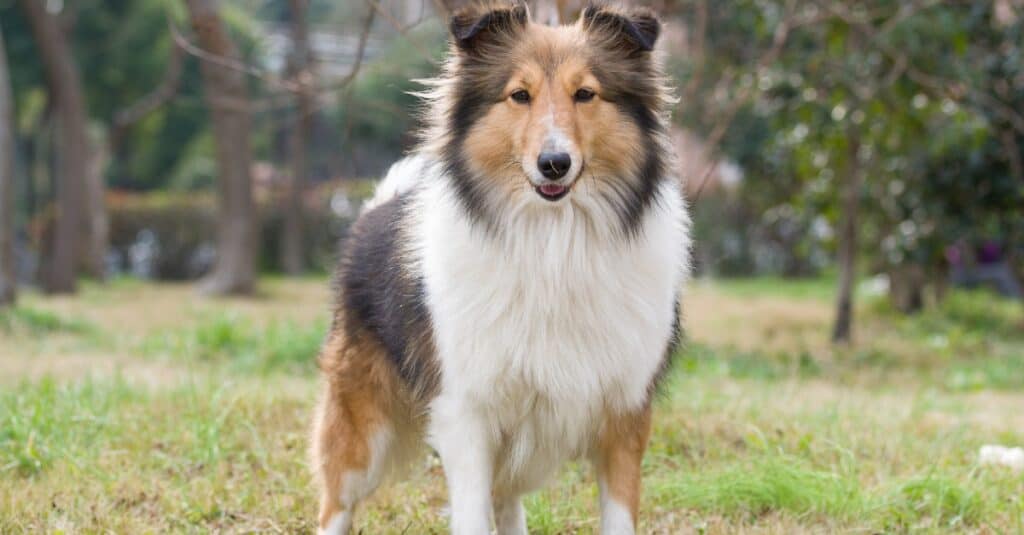 Shetland sheepdog outside