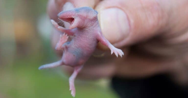 A man holding a tiny newborn baby shrew (Neomys fodiens).