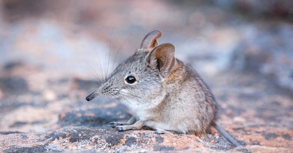 Close up of a cute Elephant shrew (Macroscelididae) sitting on a stone, South Africa.