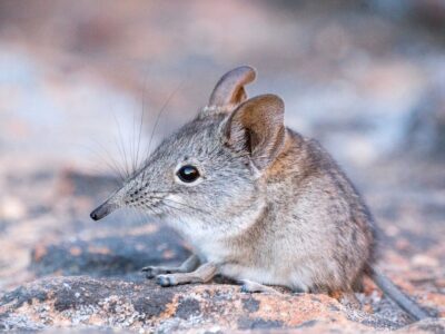 A Shrew