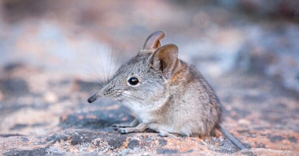 Shrew vs Mole: 5 Key Differences - A-Z Animals