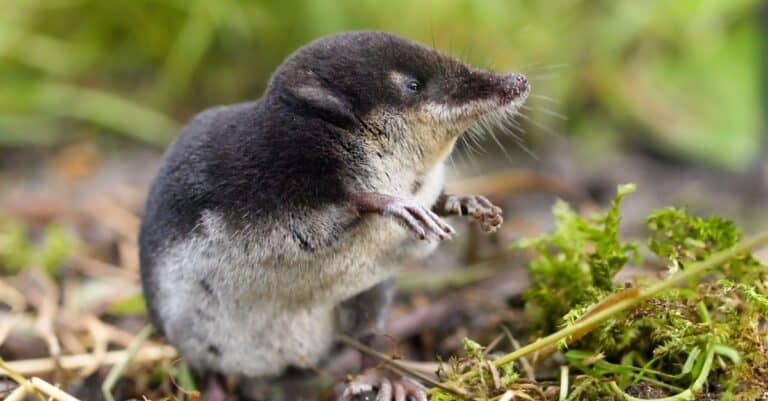 The rare and elusive Eurpean water shrew (Neomys fodiens) sitting on it's hind legs.