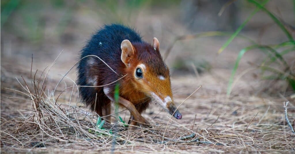 Black and rufous elephant shrew, found only in Africa, native to the lowland montane and dense forests of Kenya and Tanzania.