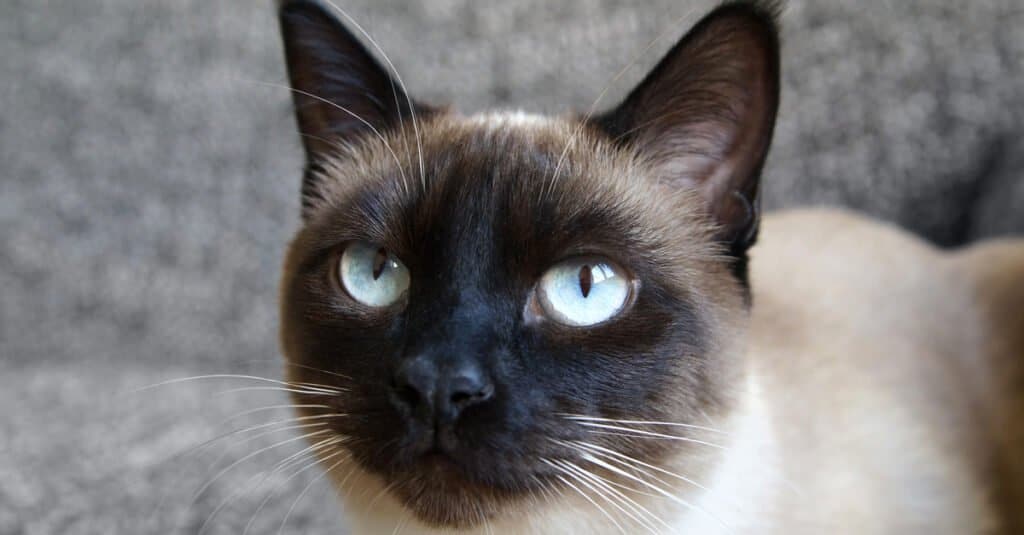 Siamese Cats - Applehead Siamese Cat