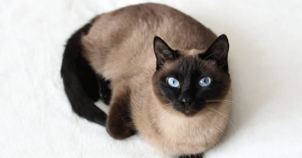 Purebred siamese best sale cat price