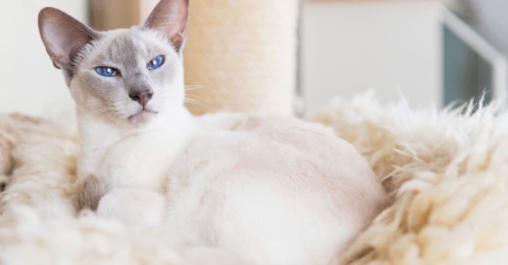 Siamese Cats - Lilac Point Siamese Cat