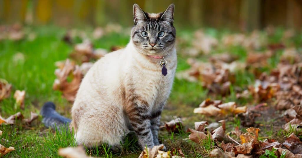 Siamese Cats - Lynx Point Siamese Cat