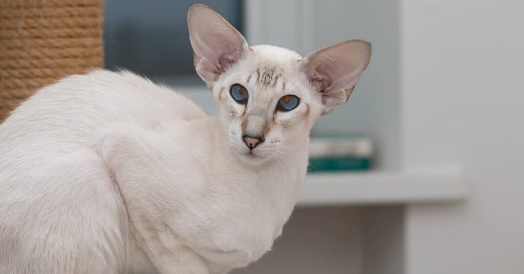 Types of Siamese Cats - A-Z Animals