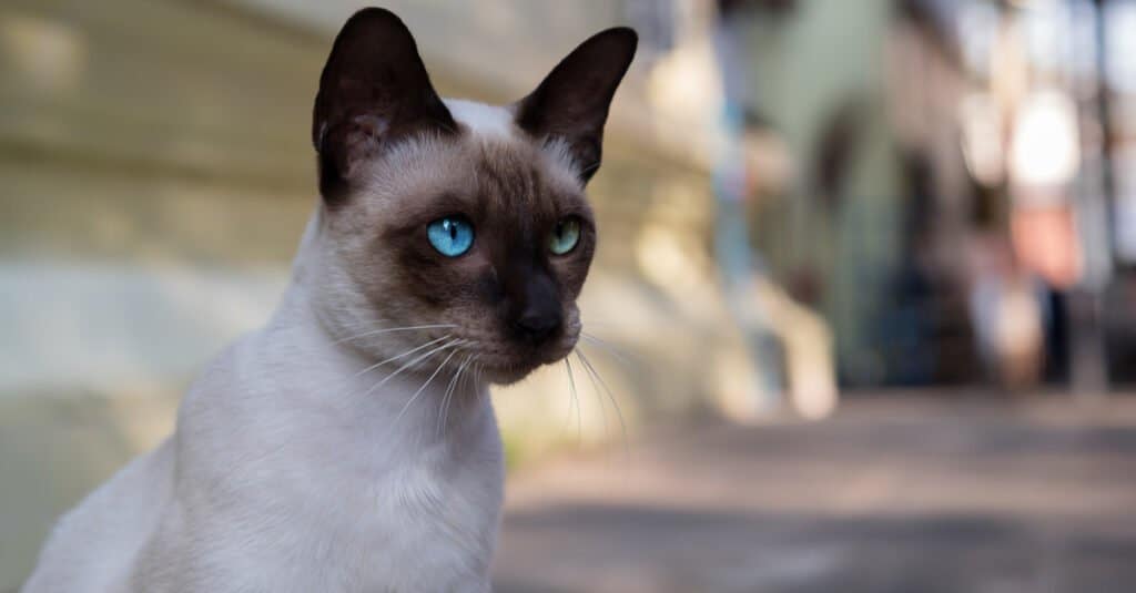 Siamese cat - old style