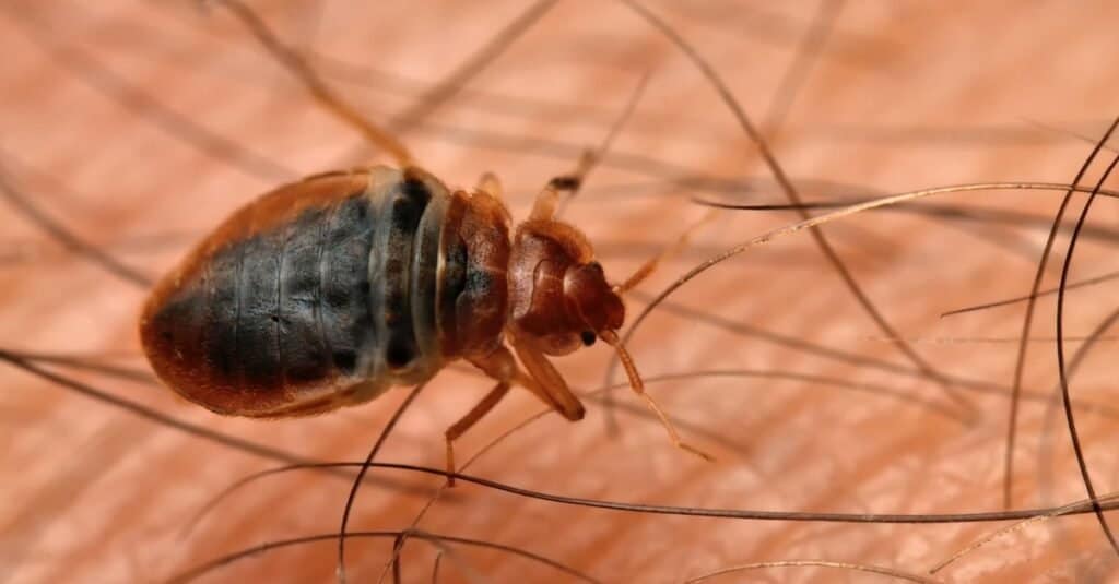 Signs Of Bed Bugs