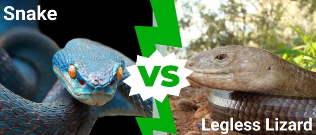 Snake vs Legless Lizard