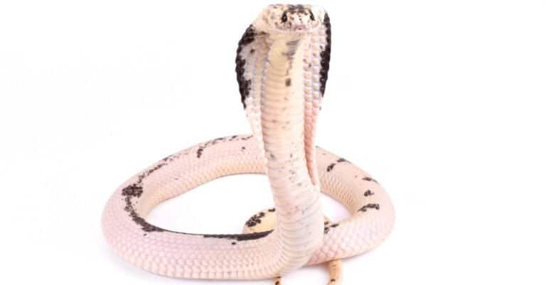 Indochinese spitting cobra ,Naja siamensis, isolated on white