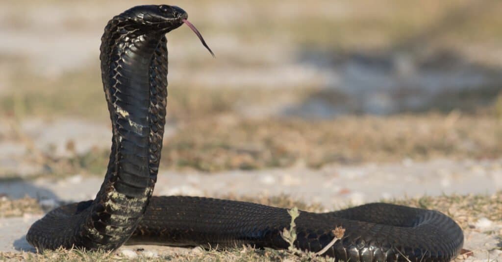 Siyah rinkhaller, tüküren kobra, yan görünüm.  Bu yılanların bazıları çoğunlukla siyah bir gövdeye sahip olabilirken, diğerleri çizgili olabilir.