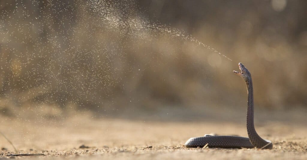 Mozambique Spitting Cobra (Naja mossambica) spitting its venom in defense. The snake is is slate to blue, olive or tawny black above, with some or all scales black-edging.