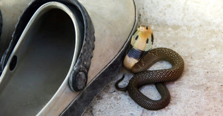 Monocled spitting cobra baby ( Naja kaouthia ) of Thailand.