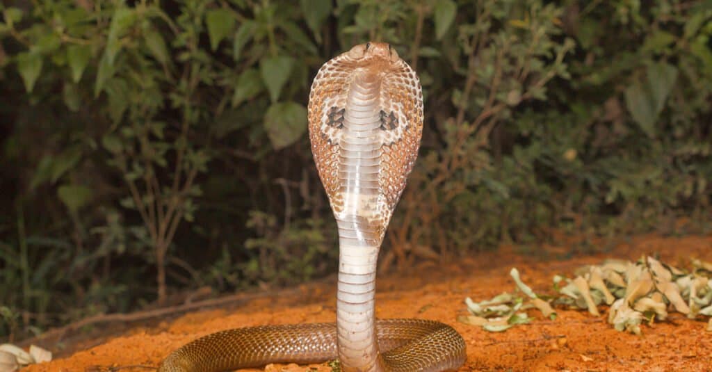 The Spectacled cobra is one the big four venomous species that inflict the most snakebites on humans in India. Many specimens exhibit a hood mark with two circular patterns connected by a curved line, evoking the image of spectacles.
