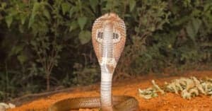 Spitting Cobra Picture