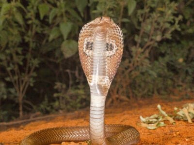 A Spitting Cobra