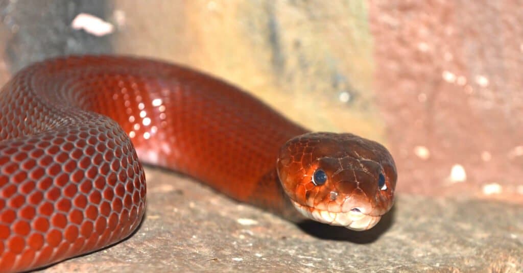The red spitting cobra (Naja pallida) a dangerous snake capable of spitting venom into its victims' eyes. Red spitting cobras are distinguished from other snakes within the genus Naja by the single, thick dark band around their necks and throats.