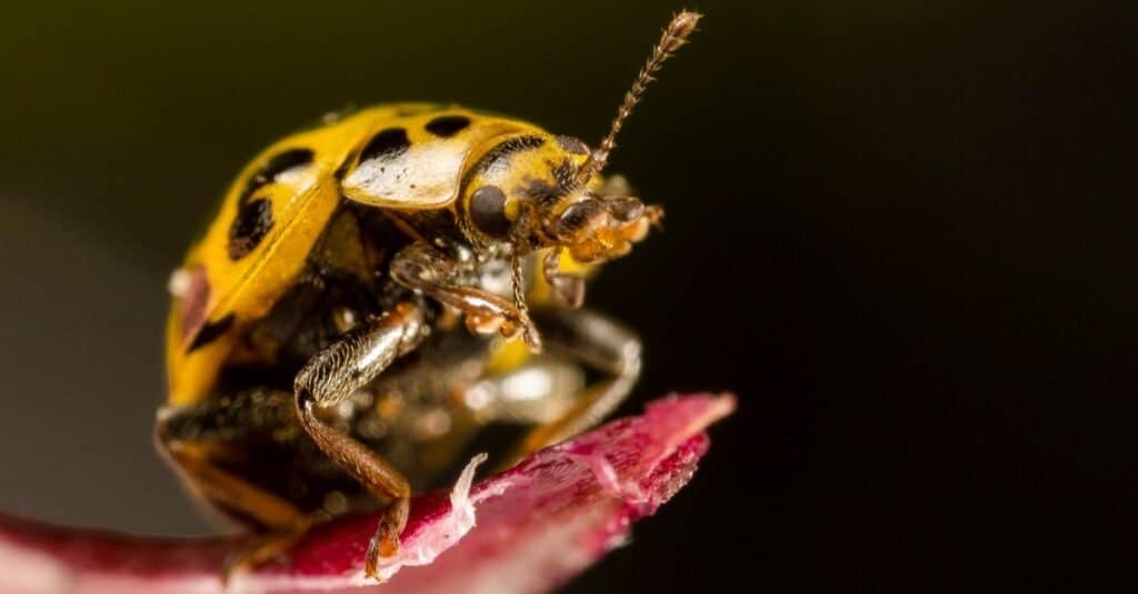 Squash Beetle, Epilachna borealis, on a red leaf with a black background.