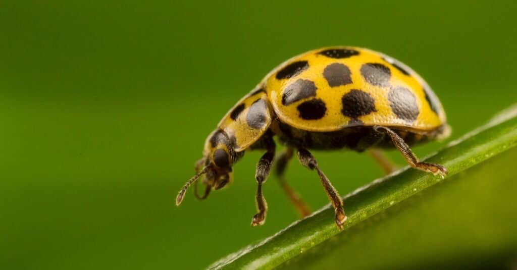 Squash Beetle, Epilachna borealis on a leaf.