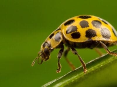 A Squash Beetle