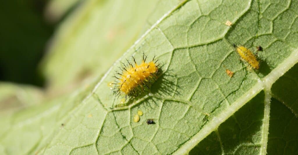 The larvae of a Squash Beetle eating the leaves of a squash plant.