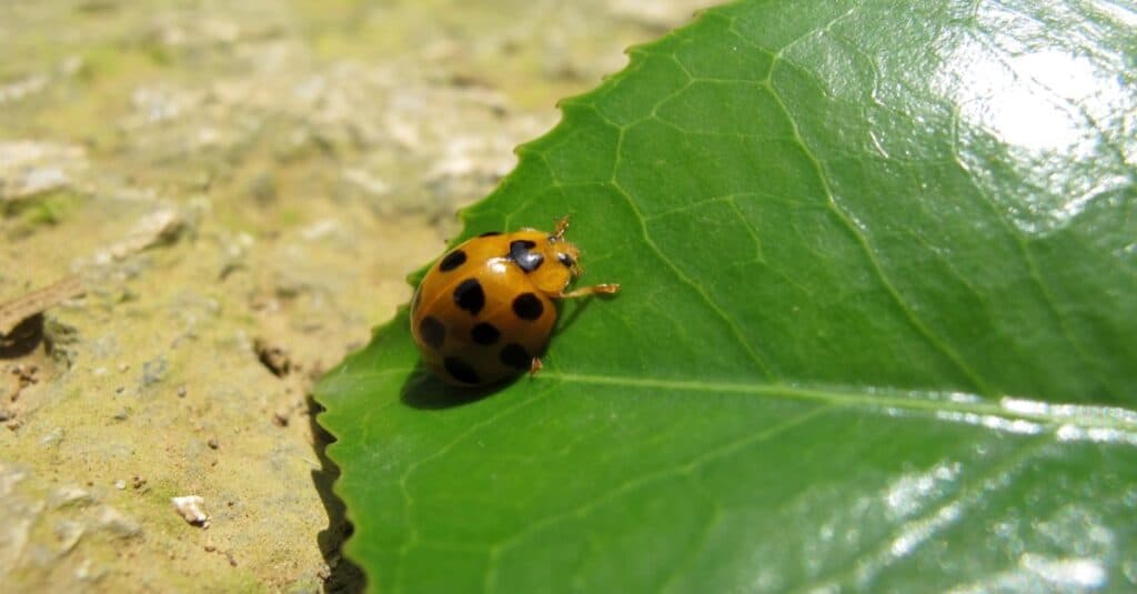 Squash Beetle, Epilachna borealis beetle on a leaf on a sunny day.