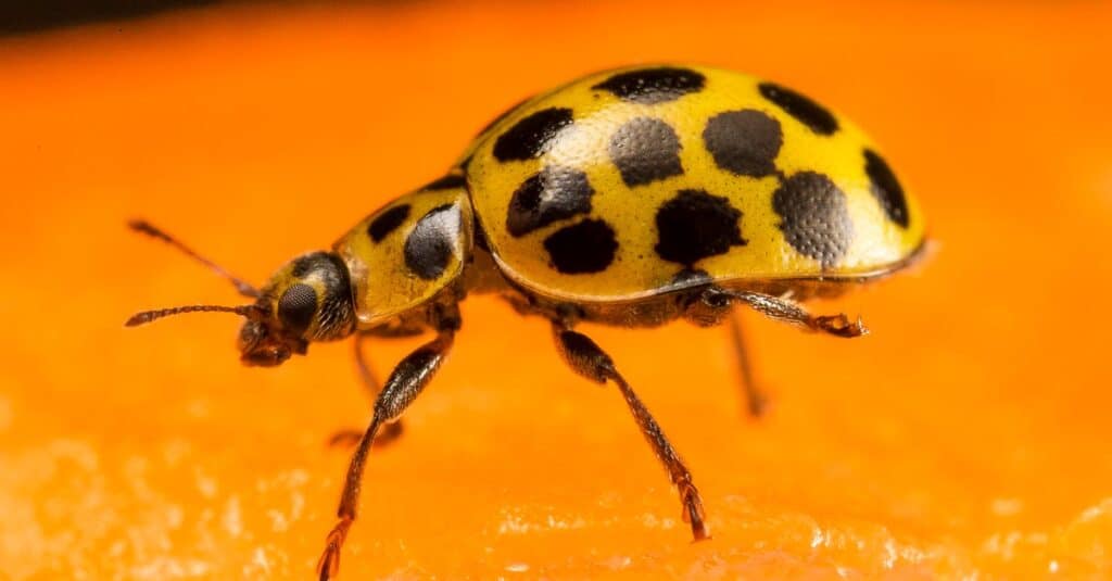 Squash Beetle, Epilachna borealis sitting on squash.