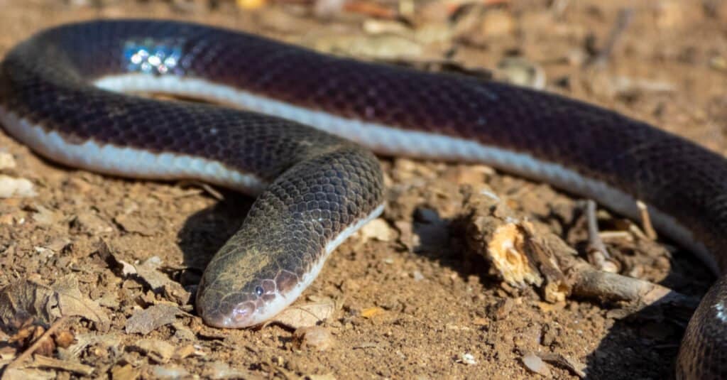 Stiletto Snake (Atractaspis bibronii) from Gauteng. Although the body are mostly brown and black, in some case the belly can be white.