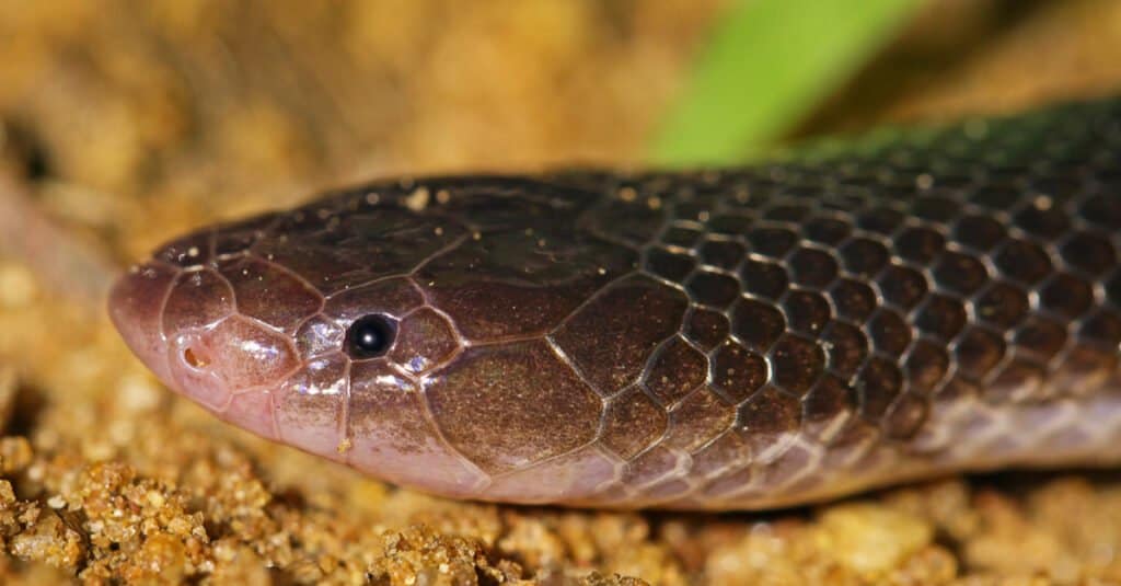 Bibron’s Stiletto Snake, Atractaspis bibronii, lying on the ground. The eyes of the snake are quite small.