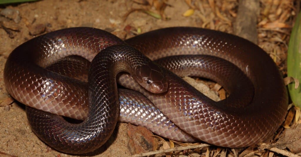 The venomous Bibron's Stiletto Snake. The entire body of the snake features a range of dark brown to black colors.