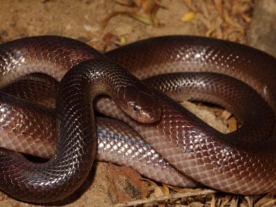A Stiletto Snake