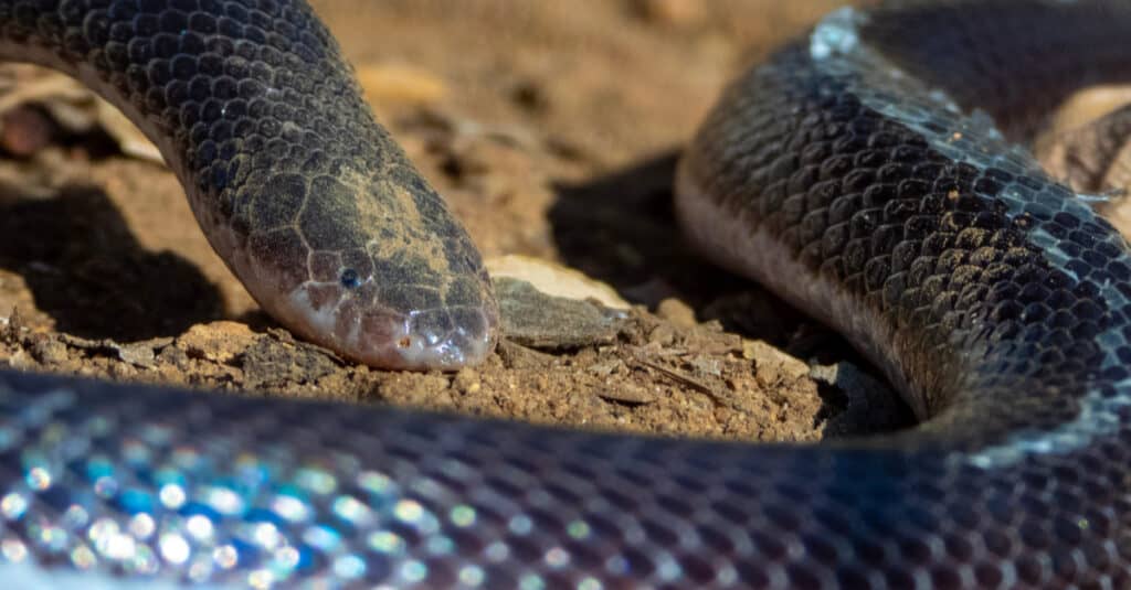 Stiletto Snake (Atractaspis bibronii) from South Africa. Generally, their size is about 12-16 inches long. In some cases, these snakes have been known to reach a much larger size at 21+ inches long.
