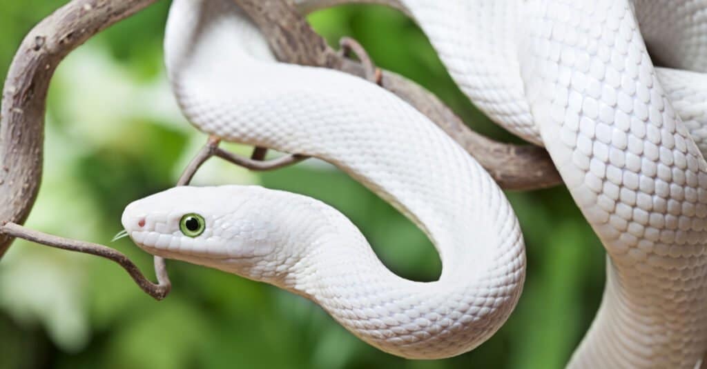 The Texas rat snake sometimes occur as white albino snakes; they’re particularly popular in the pet trade but quite rare in the wild.