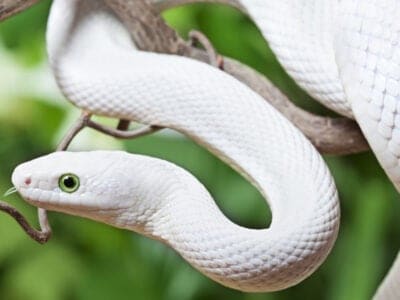 A 12 Common White Snakes (Pictures, Level of Dagner, and More)