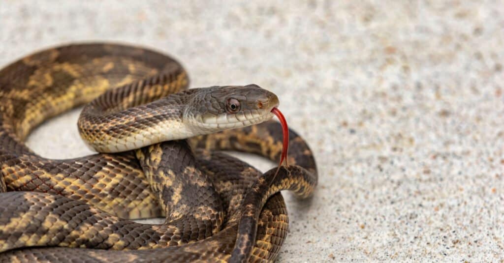The skin of the Texas Rat Snake can come in multiple colors, including green, reddish-brown, or yellow with gray bellies and heads.