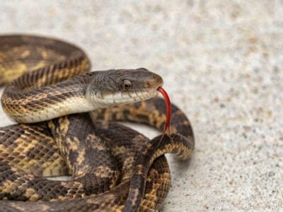 A Texas Rat Snake