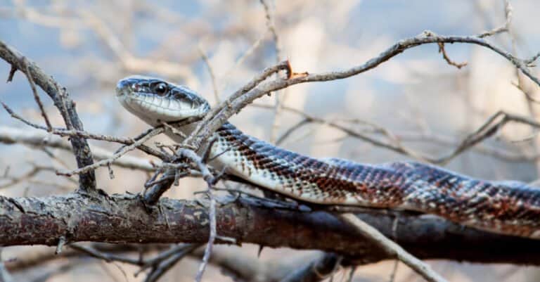 The Texas rat snake is a relatively long snake, measuring about 4 to 6 feet in size.