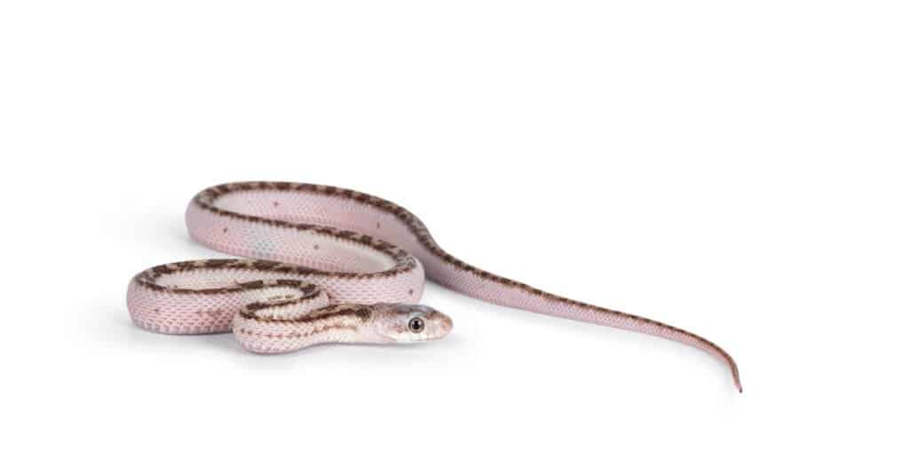 Baby white sided Texas rat snake crawling over white solid background.