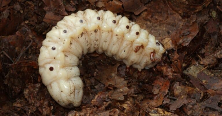 The Life Cycle of a Beetle - larva