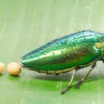 The Life Cycle of a Beetle starts with the egg. Here is a Metallic wood-boring beetle busy laying eggs.