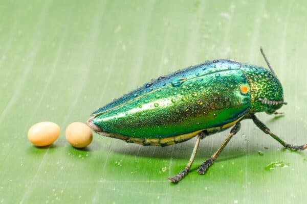 The Life Cycle of a Beetle starts with the egg. Here is a Metallic wood-boring beetle busy laying eggs.
