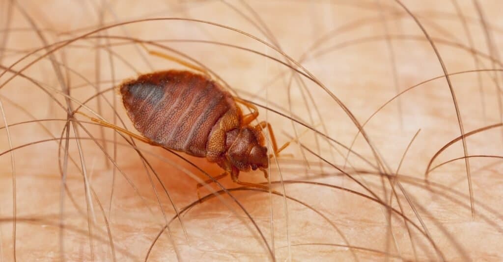 Types of Bed Bugs - Cimex lectularius