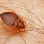 The Common Bed Bug, Cimex lectularius is the type of bed bug you are most likely to encounter.