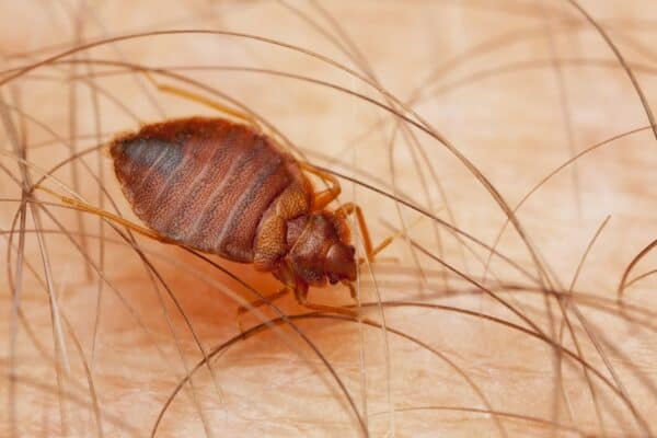 The Common Bed Bug, Cimex lectularius is the type of bed bug you are most likely to encounter.
