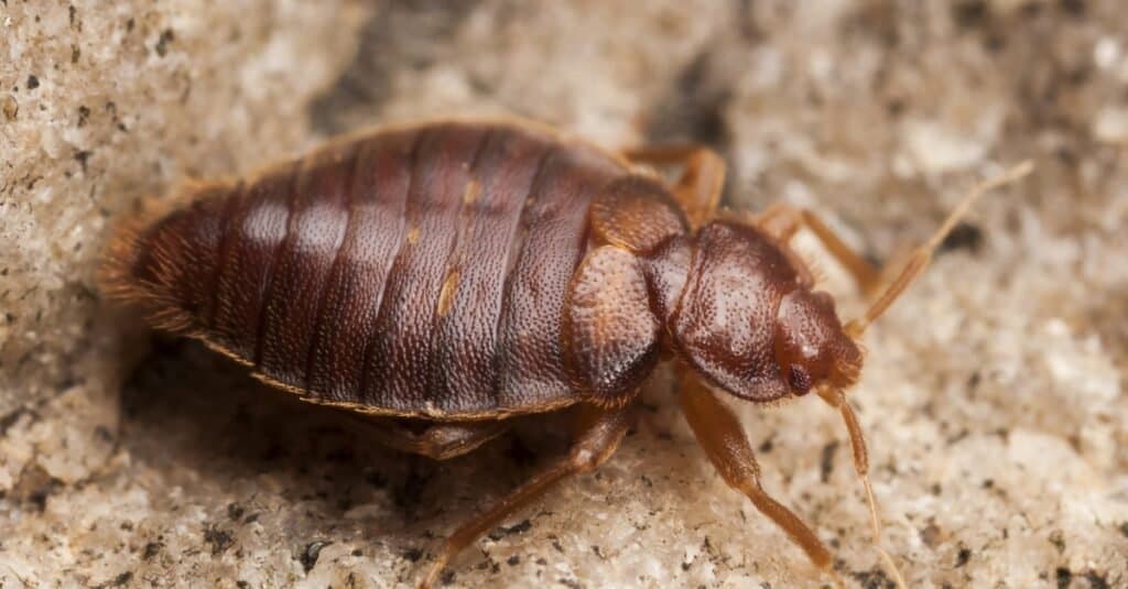 Carpet Beetle vs. Bed Bug: What's the Difference?